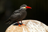 Image. Inca Tern