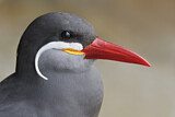 Image. Inca Tern