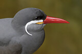 Image. Inca Tern