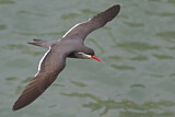 Image. Inca Tern