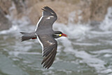 Image. Inca Tern
