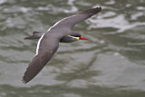 Image. Inca Tern