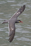 Image. Inca Tern