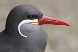 Image. Inca Tern