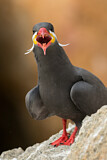 Image. Inca Tern