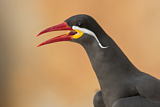 Image. Inca Tern