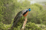 Image. Indian Peafowl