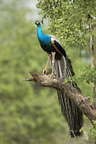 Image. Indian Peafowl
