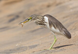 Image. Indian Pond Heron