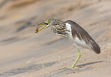 Image. Indian Pond Heron