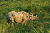 Image. Indian Rhinoceros