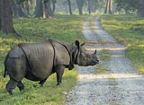 Image. Indian Rhinoceros