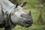 Image. Indian Rhinoceros