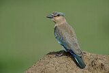 Image. Indian Roller