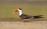 Image. Indian Skimmer