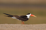 Image. Indian Skimmer