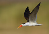 Image. Indian Skimmer