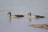 Image. Indian Spot-billed Duck