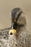 Image. Indian Spot-billed Duck
