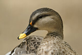 Image. Indian Spot-billed Duck