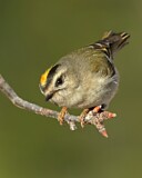 Image. Indianergoldhähnchen