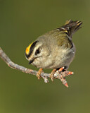 Image. Indianergoldhähnchen