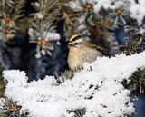 Image. Indianergoldhähnchen