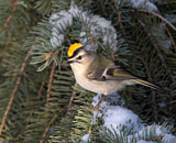 Image. Indianergoldhähnchen