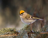 Image. Indianergoldhähnchen