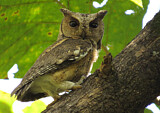 Image. Indien-Zwergohreule