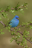 Image. Indigo Bunting