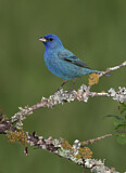 Image. Indigo Bunting