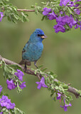 Image. Indigo Bunting