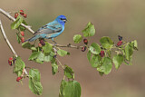 Image. Indigo Bunting