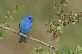 Image. Indigo Bunting