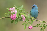 Image. Indigo Bunting