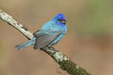 Image. Indigo Bunting