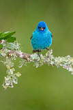 Image. Indigo Bunting