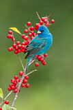 Image. Indigo Bunting