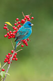 Image. Indigo Bunting