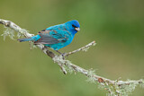 Image. Indigo Bunting