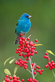 Image. Indigo Bunting