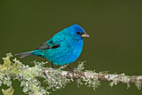 Image. Indigo Bunting