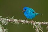 Image. Indigo Bunting