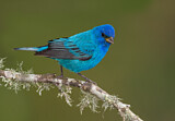 Image. Indigo Bunting