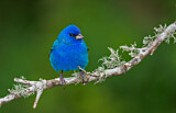 Image. Indigo Bunting