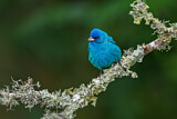 Image. Indigo Bunting