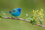 Image. Indigo Bunting