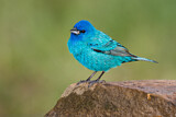 Image. Indigo Bunting
