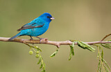 Image. Indigo Bunting